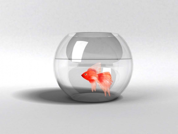 Creation of Fish bowl: Step 8